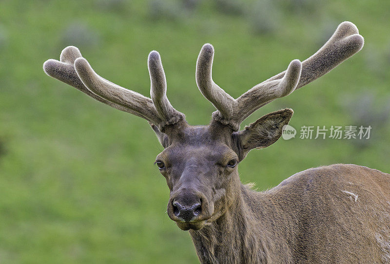 雄性落基山麋鹿(Cervus elaphus)是在落基山脉和黄石国家公园发现的麋鹿亚种。天鹅绒的鹿角。